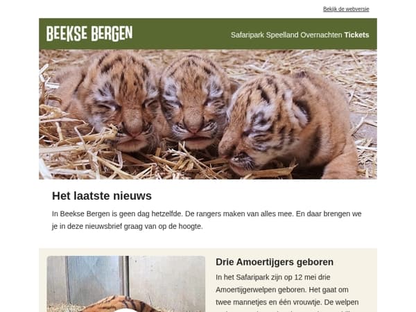 Schattige beelden: drie Amoertijgers geboren