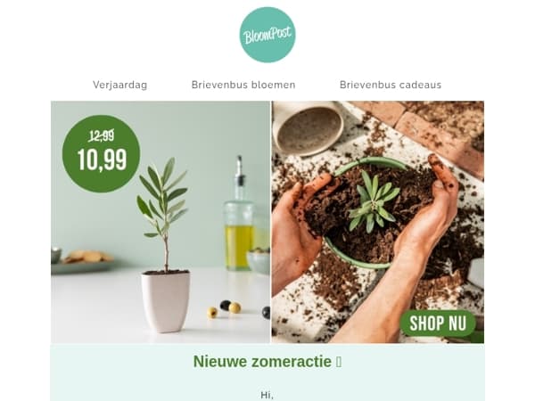 Bestseller Olijfboompje nu voor 10,99