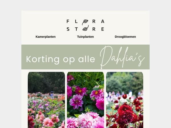 Je favoriete dahlia’s nu extra voordelig 🌸
