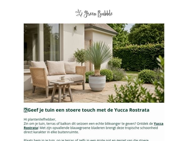 🌵Geef je tuin een stoere touch met de Yucca Rostrata!