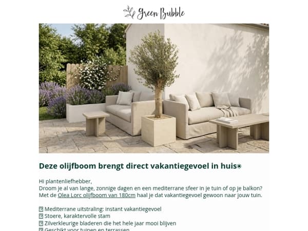 Plant van de maand : Olea Lorc🌳