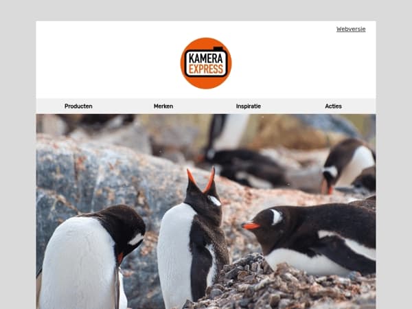 Wereld pinguïn dag! Alles over wildlife fotografie