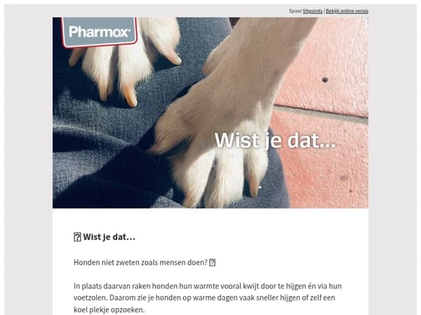 Zo raakt je hond warmte kwijt tijdens warme dagen ☀️