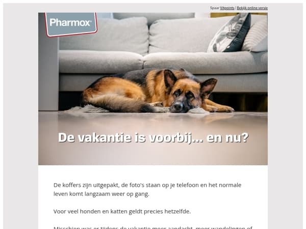 Terug naar het gewone ritme? Je huisdier merkt het ook🐶