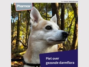 Tip van Piet 🎥 Een gezonde darmflora bij je hond