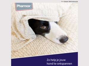 Zo herken je stress bij je hond (en wat je eraan kunt doen) 🐶✨