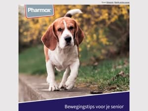 Hoe houd jij je oudere hond in beweging?