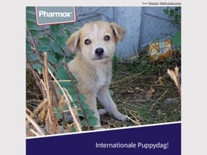 Internationale puppydag; Voor elke hond een gouden mand!