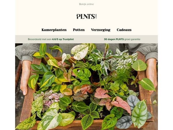 De schattigste deal van PLNTS Week: mini planten, 30% korting! 💚