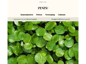 Een speciale Pannenkoekendag-deal: vandaag 25% korting op Pilea’s! 🥞🌱