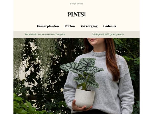 Zeldzame bontgekleurde planten nu op voorraad! 🌱