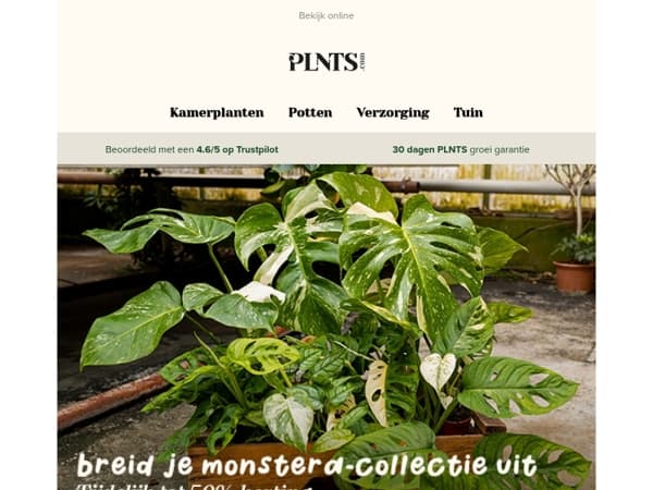 Tot 50% korting op jouw favoriete Monstera's 🌿