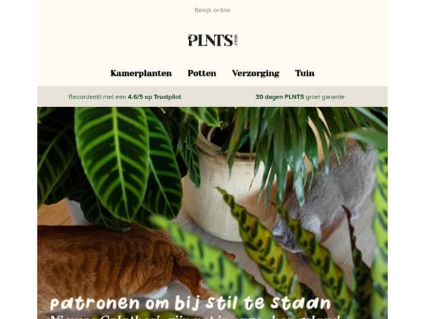 Nieuwe Calathea's zijn binnen 💚