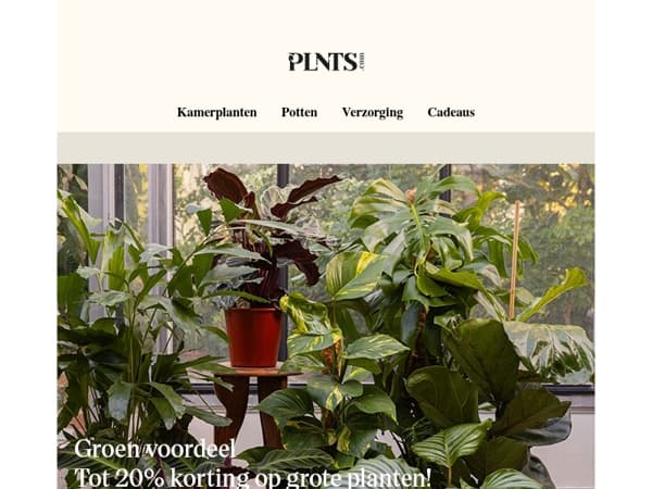 Tot 20% korting op grote planten & nog meer groen om te ontdekken 🌱