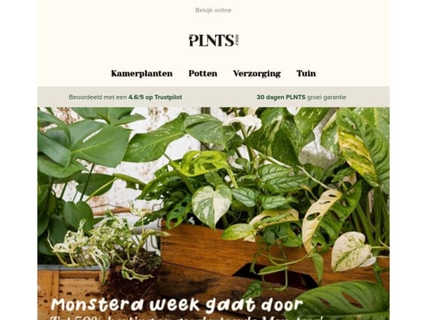 Er is nog tijd om te profiteren van Monstera Week ✨