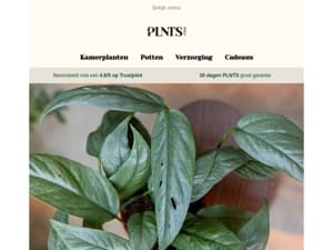 Maak van Blue Monday een groene dag – Gratis Cebu Blue plant! 🌱