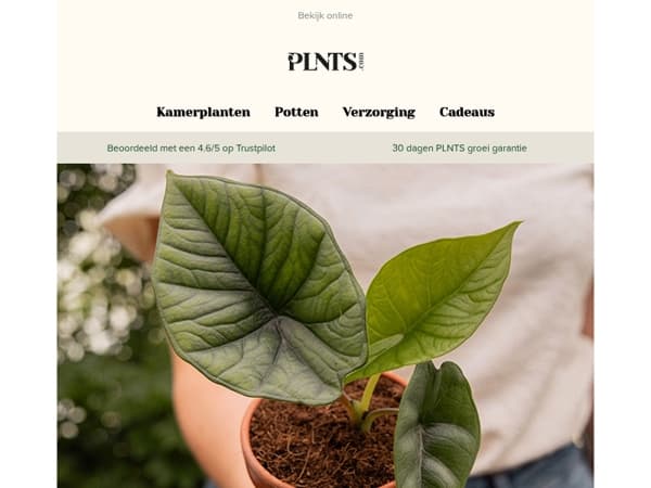 Maak kennis met onze nieuwste planten + je exclusieve korting ✨
