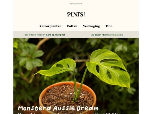 De Monstera Aussie Dream verschijnt morgen 🌱