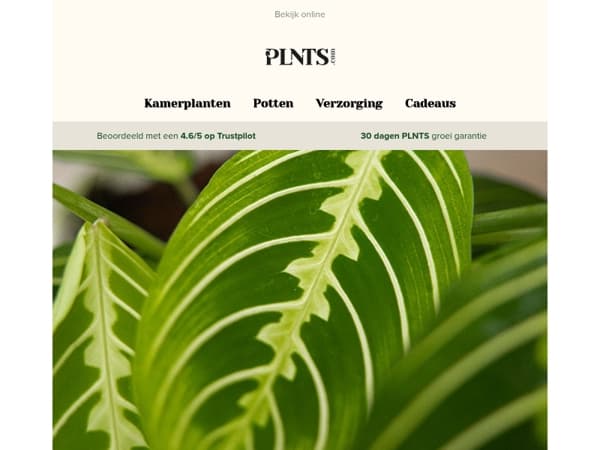 Nieuwe planten & voor het laatst korting op Maranta Lemon Lime! 🌱