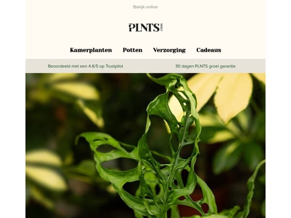 50% korting op groene iconen + zeldzame nieuwe planten! 🌱
