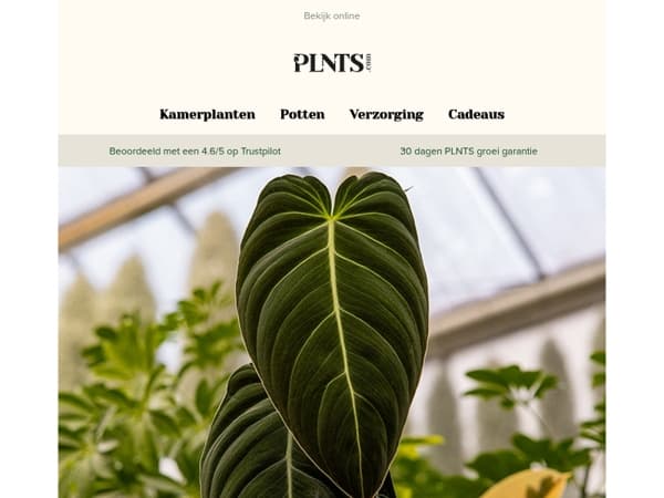 50% korting op Melano Magic, maar niet voor lang! 🌱
