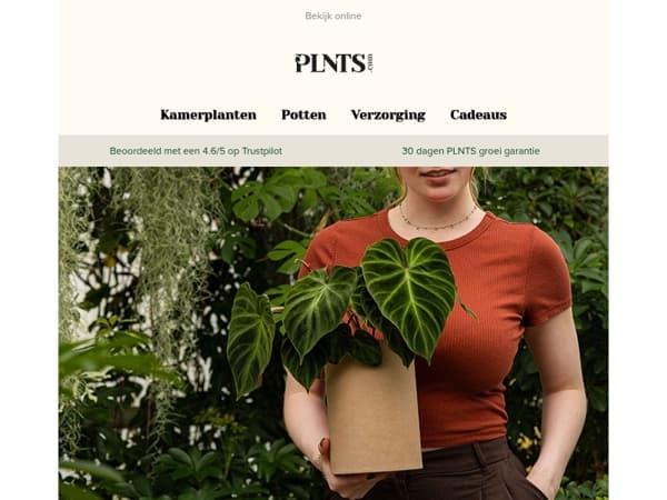 Nieuwe maand, nieuwe obsessie: de Philodendron Verrucosum 💚