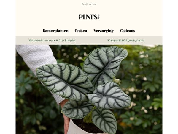 Paasmagie, nieuwe groei en groene verrassingen 🌱