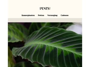 Ontdek zeldzame beauties zoals de Monstera Dubia en meer! 🌱