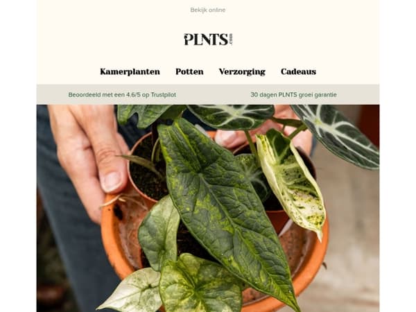 Verras jezelf met nieuwe plantenvrienden + tot 20% korting! 🌱