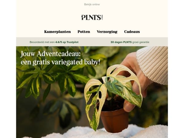 Jouw gratis baby Monstera Adansonii Variegata 💚