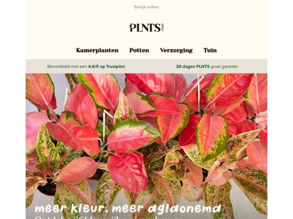 Ontdek onze kleurrijke nieuwe Aglaonema's 💚