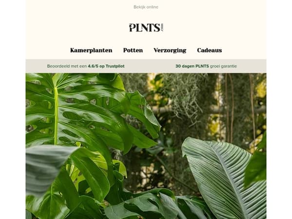 Wild Wednesday = 25% korting op alle gigantische planten! 🌱