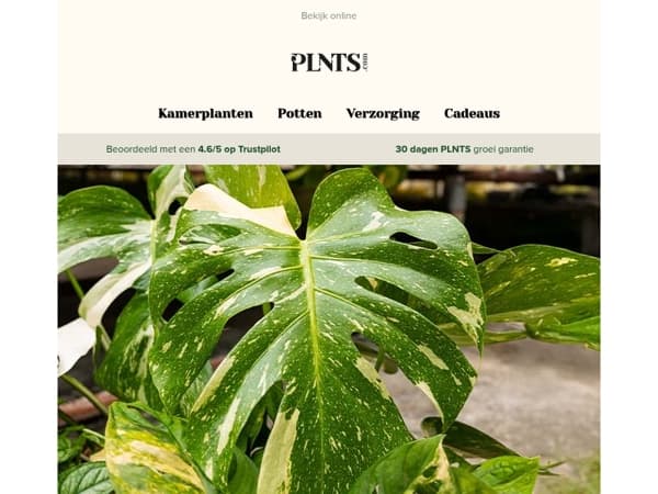 PLNTS Week begint nu – vandaag 30% korting op alle Monsteras! 🌱