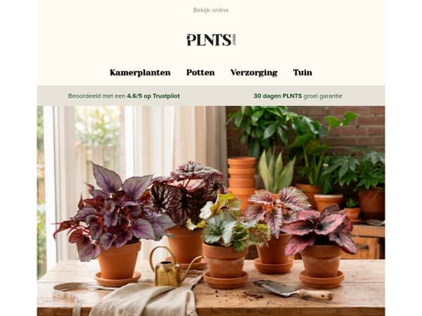 Voor de Begonia-liefhebbers 🌱