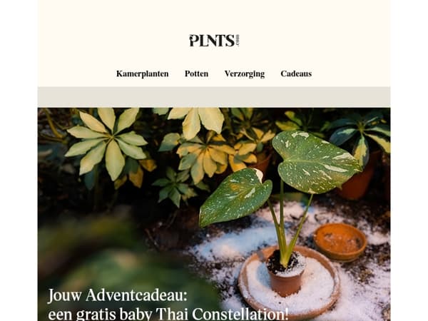 Jouw gratis baby Monstera Thai Constellation ✨