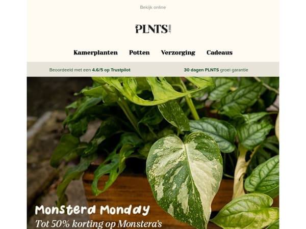 Monstera Monday: tot 50% korting 💚