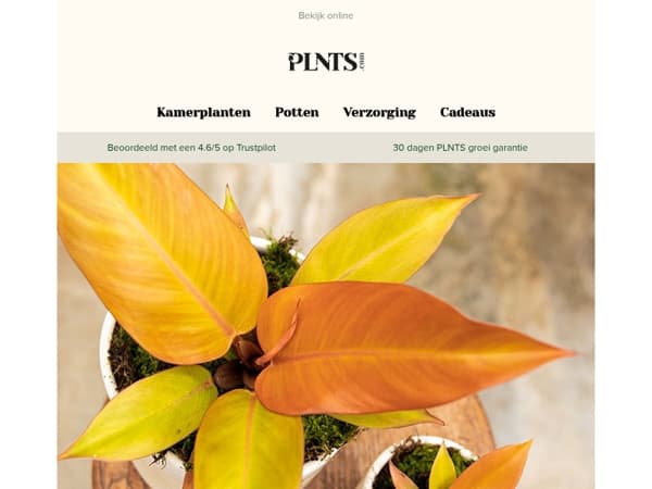 Koningsdag special: 26% korting op koninklijke planten! 🌱🧡